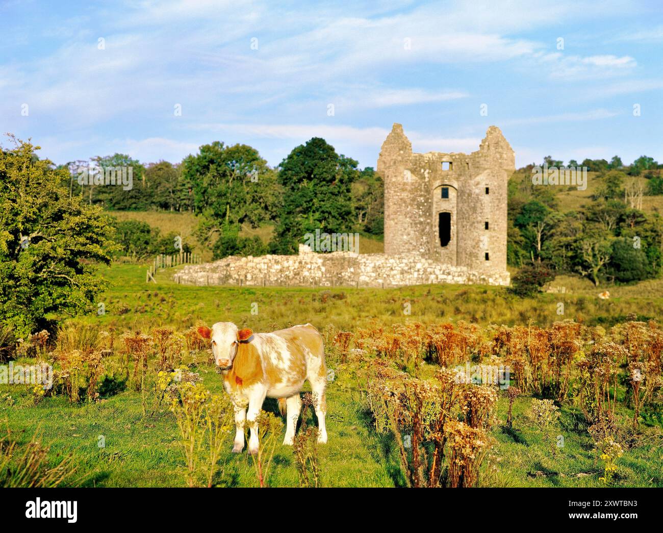 Kalb steht vor Monea Castle bei Enniskillen im County Fermanagh, Irland. Eines der größten und am besten erhaltenen Häuser der Ulster Plantation Stockfoto