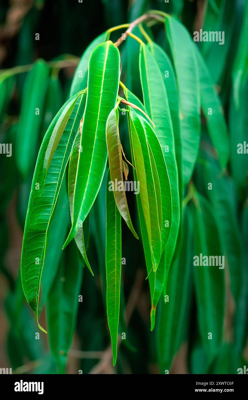 Ficus binnendijkii CV. Alii, Moraceae. Immergrüner Baum, Zierpflanze im Innenbereich. Stockfoto