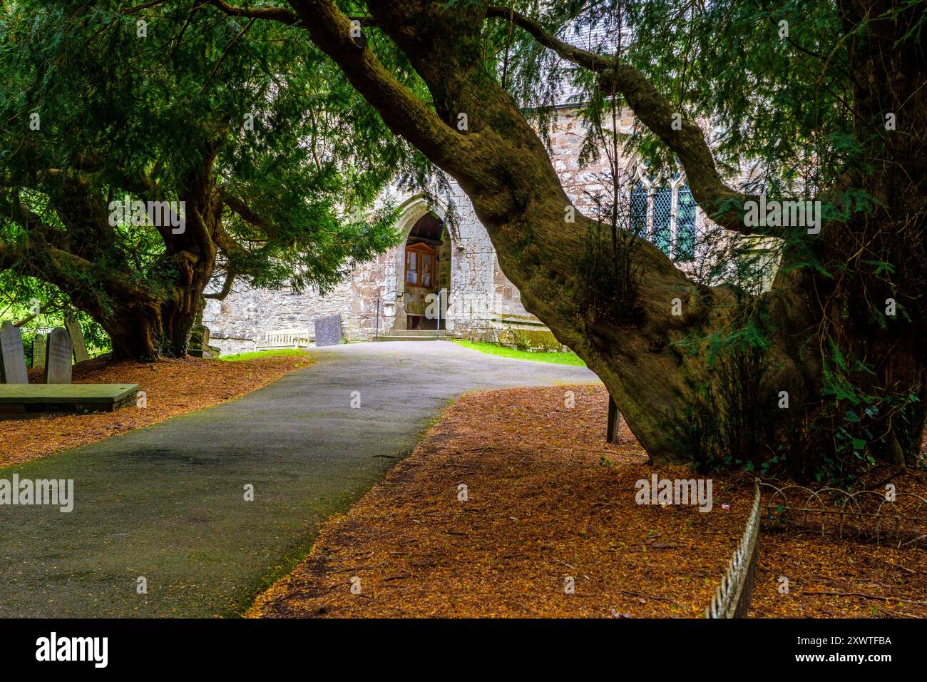 Eibenbäume im Kirchhof von St. Brynach in Nevern, Pembrokeshire, Wales Stockfoto
