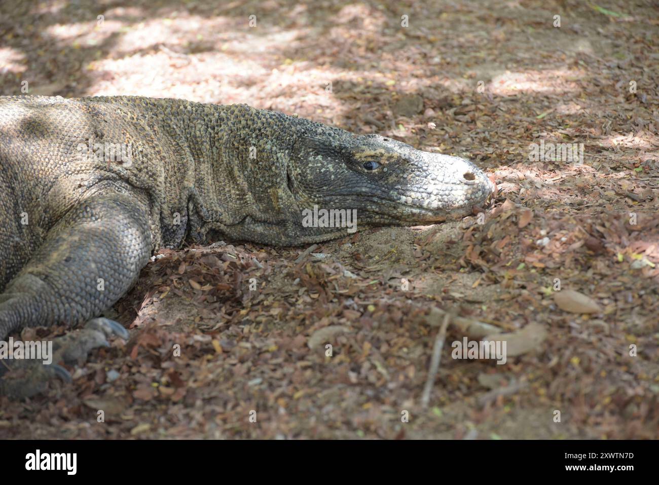 Ein Komodo-Waran - sein Biss führt unweigerlich zum Tod. 2009 entdeckten Forscher, dass die Komodowarane ihre Beute durch Giftdrüsen zwischen den Zähnen außer Gefecht setzen. Die Giftdrüsen sondern ein Cocktail aus Toxinen ab, der so giftig ist, dass kein Antibiotikum der Welt hilft, wenn man von einem Komodowaran gebissen wird. Einer der letzten Urlauber, der von einem Komodowaran gebissen war, ein Franzose, starb anderthalb Jahre später an den Folgen in Paris - trotz bester medizinischer Versorgung. Forscher fanden Indizien, dass die Warane auf ganz herkömmliche Weise giftig sind, wobei b Stockfoto