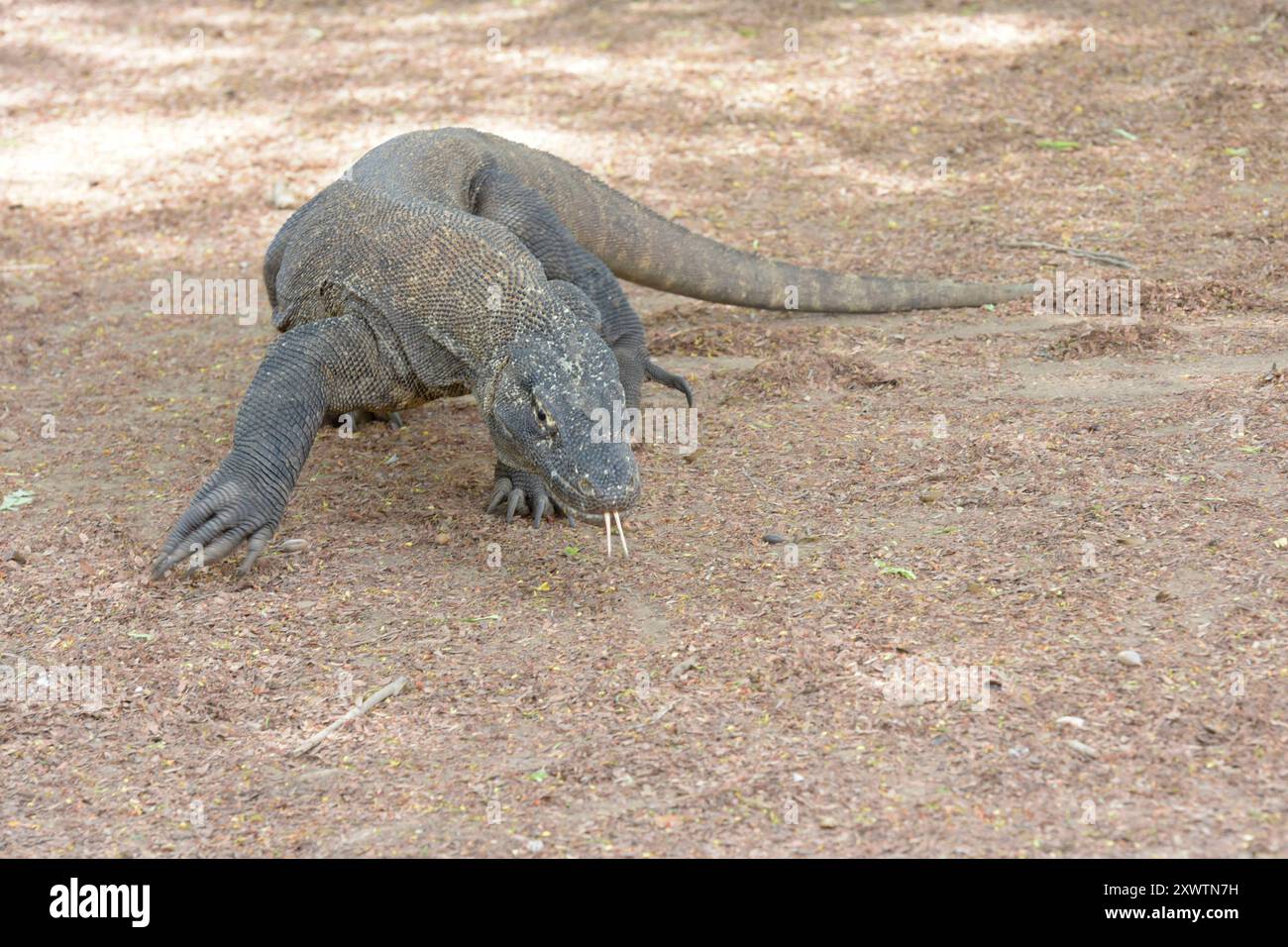 Ein Komodo-Waran - sein Biss führt unweigerlich zum Tod. 2009 entdeckten Forscher, dass die Komodowarane ihre Beute durch Giftdrüsen zwischen den Zähnen außer Gefecht setzen. Die Giftdrüsen sondern ein Cocktail aus Toxinen ab, der so giftig ist, dass kein Antibiotikum der Welt hilft, wenn man von einem Komodowaran gebissen wird. Einer der letzten Urlauber, der von einem Komodowaran gebissen war, ein Franzose, starb anderthalb Jahre später an den Folgen in Paris - trotz bester medizinischer Versorgung. Forscher fanden Indizien, dass die Warane auf ganz herkömmliche Weise giftig sind, wobei b Stockfoto