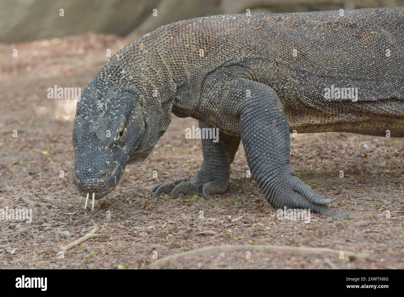 Ein Komodo-Waran - sein Biss führt unweigerlich zum Tod. 2009 entdeckten Forscher, dass die Komodowarane ihre Beute durch Giftdrüsen zwischen den Zähnen außer Gefecht setzen. Die Giftdrüsen sondern ein Cocktail aus Toxinen ab, der so giftig ist, dass kein Antibiotikum der Welt hilft, wenn man von einem Komodowaran gebissen wird. Einer der letzten Urlauber, der von einem Komodowaran gebissen war, ein Franzose, starb anderthalb Jahre später an den Folgen in Paris - trotz bester medizinischer Versorgung. Forscher fanden Indizien, dass die Warane auf ganz herkömmliche Weise giftig sind, wobei b Stockfoto