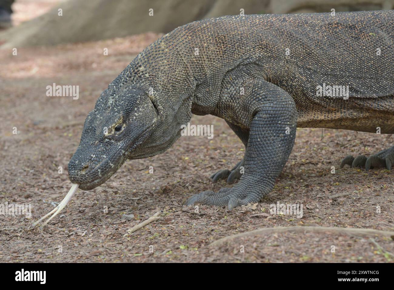 Ein Komodo-Waran - sein Biss führt unweigerlich zum Tod. 2009 entdeckten Forscher, dass die Komodowarane ihre Beute durch Giftdrüsen zwischen den Zähnen außer Gefecht setzen. Die Giftdrüsen sondern ein Cocktail aus Toxinen ab, der so giftig ist, dass kein Antibiotikum der Welt hilft, wenn man von einem Komodowaran gebissen wird. Einer der letzten Urlauber, der von einem Komodowaran gebissen war, ein Franzose, starb anderthalb Jahre später an den Folgen in Paris - trotz bester medizinischer Versorgung. Forscher fanden Indizien, dass die Warane auf ganz herkömmliche Weise giftig sind, wobei b Stockfoto