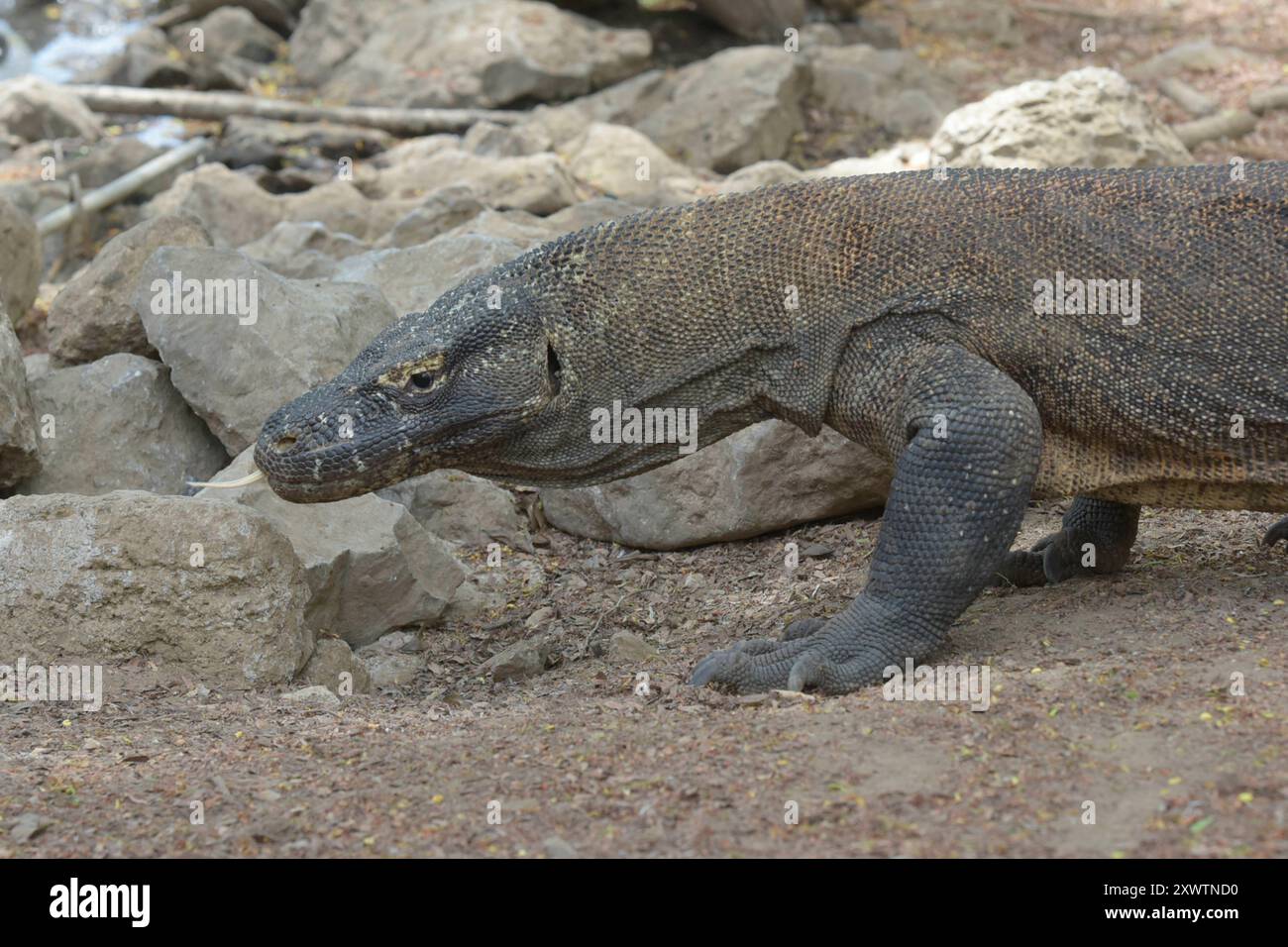 Ein Komodo-Waran - sein Biss führt unweigerlich zum Tod. 2009 entdeckten Forscher, dass die Komodowarane ihre Beute durch Giftdrüsen zwischen den Zähnen außer Gefecht setzen. Die Giftdrüsen sondern ein Cocktail aus Toxinen ab, der so giftig ist, dass kein Antibiotikum der Welt hilft, wenn man von einem Komodowaran gebissen wird. Einer der letzten Urlauber, der von einem Komodowaran gebissen war, ein Franzose, starb anderthalb Jahre später an den Folgen in Paris - trotz bester medizinischer Versorgung. Forscher fanden Indizien, dass die Warane auf ganz herkömmliche Weise giftig sind, wobei b Stockfoto