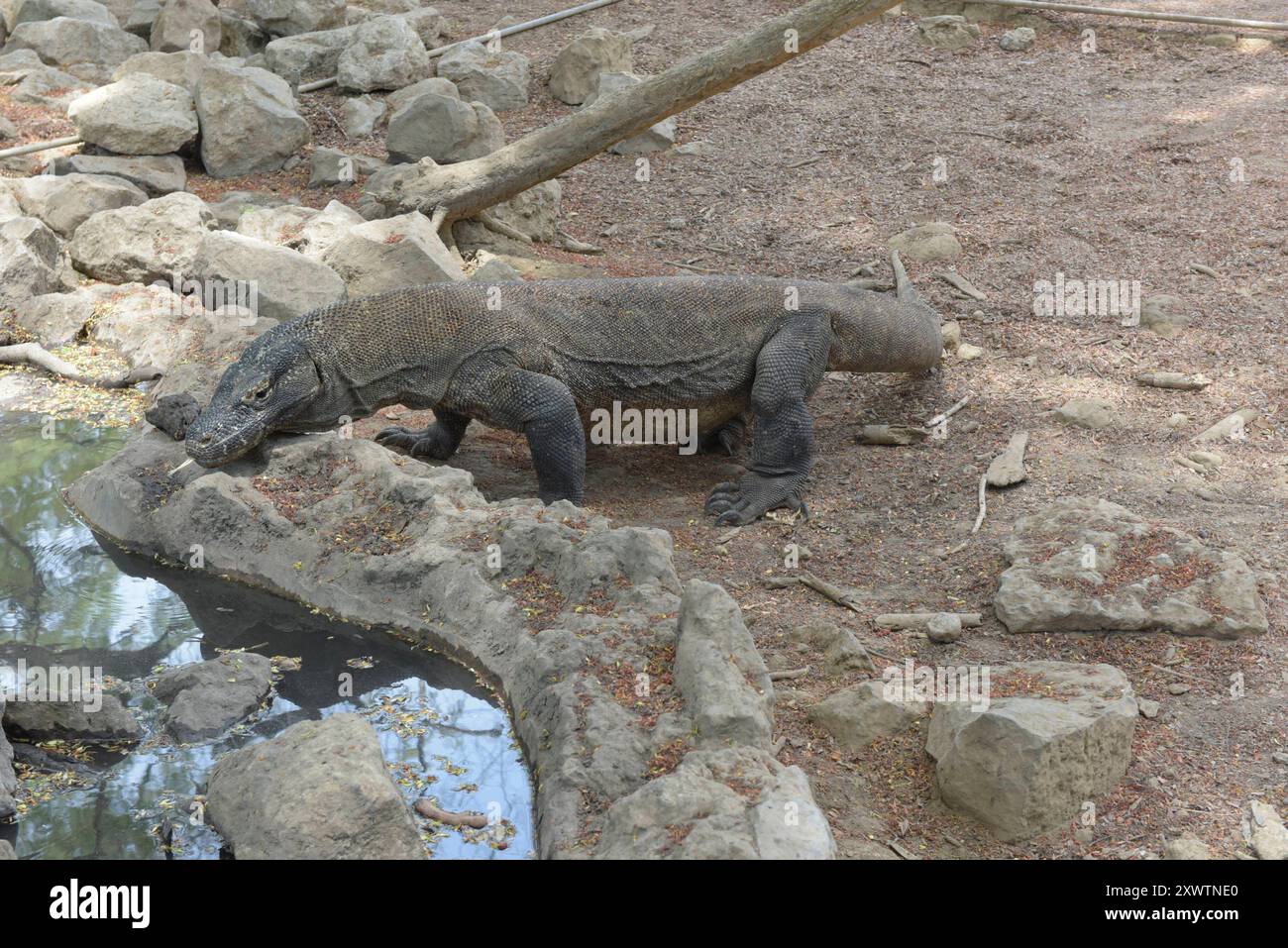 Ein Komodo-Waran - sein Biss führt unweigerlich zum Tod. 2009 entdeckten Forscher, dass die Komodowarane ihre Beute durch Giftdrüsen zwischen den Zähnen außer Gefecht setzen. Die Giftdrüsen sondern ein Cocktail aus Toxinen ab, der so giftig ist, dass kein Antibiotikum der Welt hilft, wenn man von einem Komodowaran gebissen wird. Einer der letzten Urlauber, der von einem Komodowaran gebissen war, ein Franzose, starb anderthalb Jahre später an den Folgen in Paris - trotz bester medizinischer Versorgung. Forscher fanden Indizien, dass die Warane auf ganz herkömmliche Weise giftig sind, wobei b Stockfoto