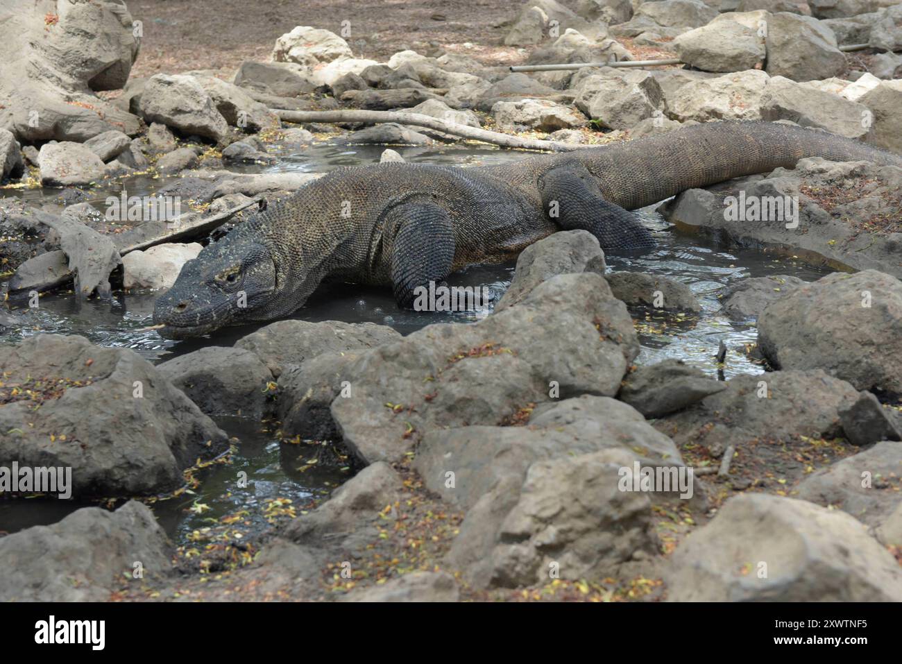 Ein Komodo-Waran - sein Biss führt unweigerlich zum Tod. 2009 entdeckten Forscher, dass die Komodowarane ihre Beute durch Giftdrüsen zwischen den Zähnen außer Gefecht setzen. Die Giftdrüsen sondern ein Cocktail aus Toxinen ab, der so giftig ist, dass kein Antibiotikum der Welt hilft, wenn man von einem Komodowaran gebissen wird. Einer der letzten Urlauber, der von einem Komodowaran gebissen war, ein Franzose, starb anderthalb Jahre später an den Folgen in Paris - trotz bester medizinischer Versorgung. Forscher fanden Indizien, dass die Warane auf ganz herkömmliche Weise giftig sind, wobei b Stockfoto