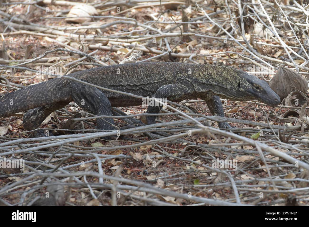 Ein junger Komodo-Waran läuft durch den Wald. Sein Biss führt unweigerlich zum Tod. 2009 entdeckten Forscher, dass die Komodowarane ihre Beute durch Giftdrüsen zwischen den Zähnen außer Gefecht setzen. Die Giftdrüsen sondern ein Cocktail aus Toxinen ab, der so giftig ist, dass kein Antibiotikum der Welt hilft, wenn man von einem Komodowaran gebissen wird. Einer der letzten Urlauber, der von einem Komodowaran gebissen war, ein Franzose, starb anderthalb Jahre später an den Folgen in Paris - trotz bester medizinischer Versorgung. Forscher fanden Indizien, dass die Warane auf ganz herkömmliche Stockfoto