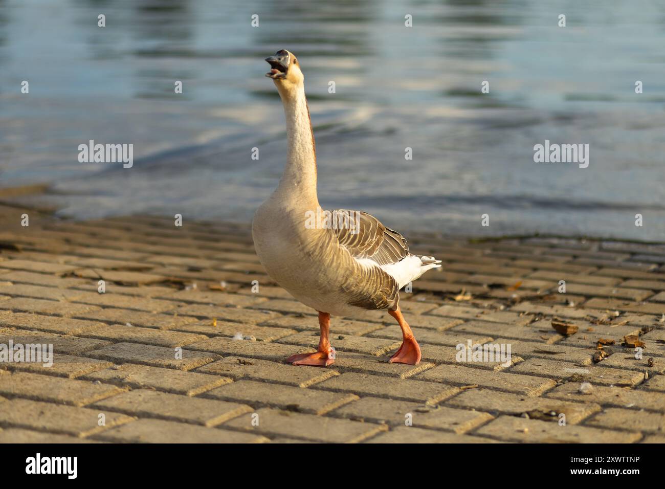 Eine Gänse steht auf einem Kopfsteinpflasterweg, in der Nähe des Wassers, umgeben von einer ruhigen Umgebung am See. Stockfoto