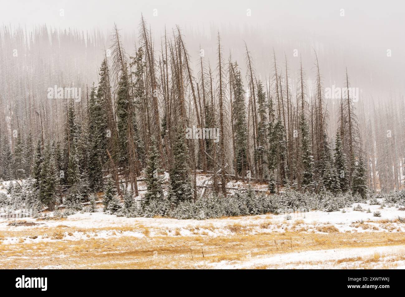 Ein schneebedeckter Tag auf dem Wolf Creek Pass Summit, Colorado. Stockfoto