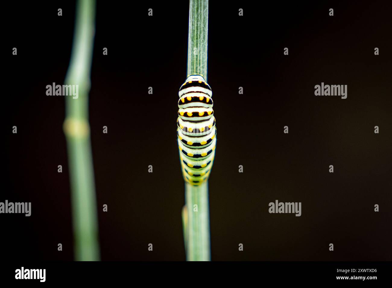 Eine schwarze Schwalbenschwanz-raupe auf einem Dill-unkrautstiel. Stockfoto