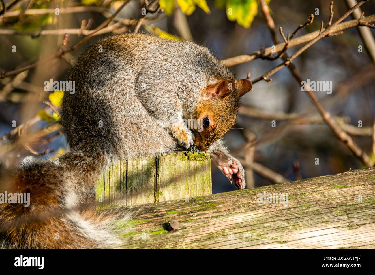 Ein freundliches Eichhörnchen im Mudchute Park and Farm in London 2020. Stockfoto