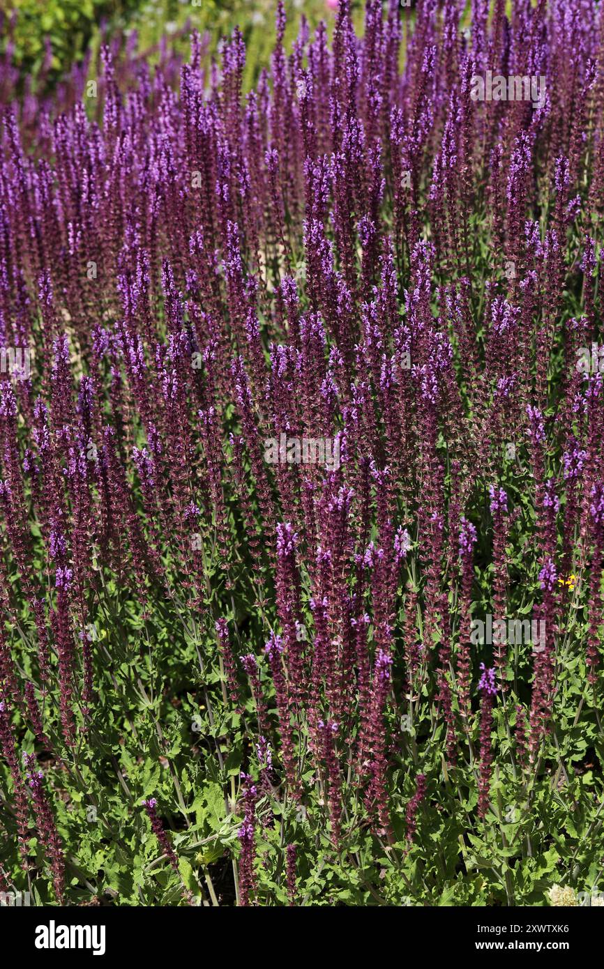 Violet Salbei alias Zierweidensalbei, Balkan-Clary und Perennial Woodland Salbei, Salvia nemorosa „Wesuwe“, Lamiaceae. Europa und Westasien. Stockfoto