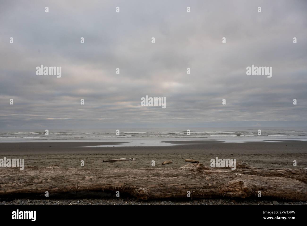 Großes Treibholz Mit Blick Auf Den Pazifischen Ozean Im Olympic National Park Stockfoto