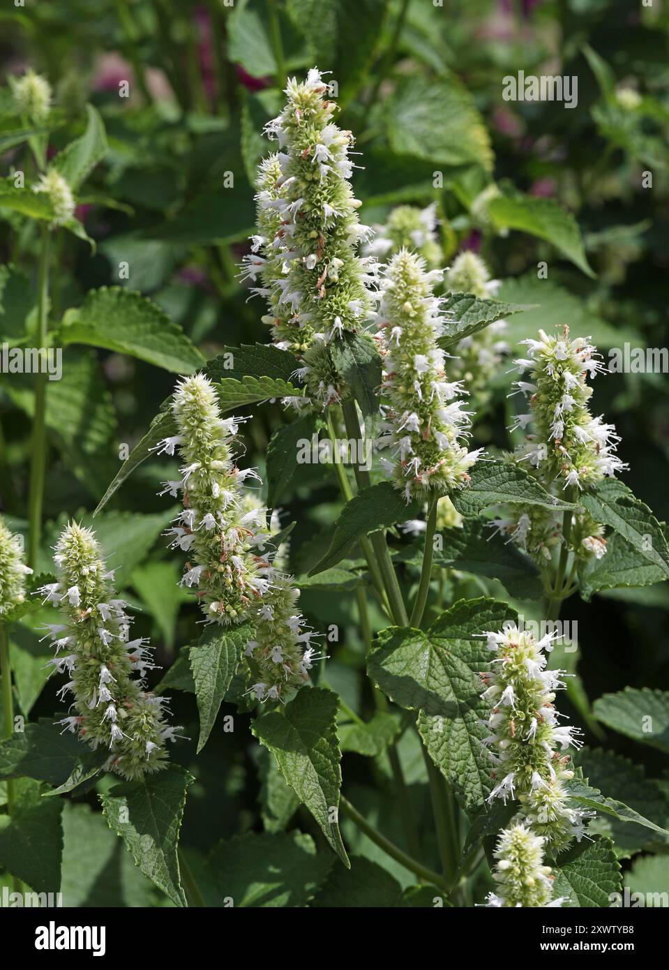 Weiße und grüne koreanische Prägeanstalt „Alabaster“, Agastache rugosa f. albiflora, Lamiaceae. Auch bekannt als faltiger RiesenYsop, indische Minze, blaue Lakritze. Stockfoto