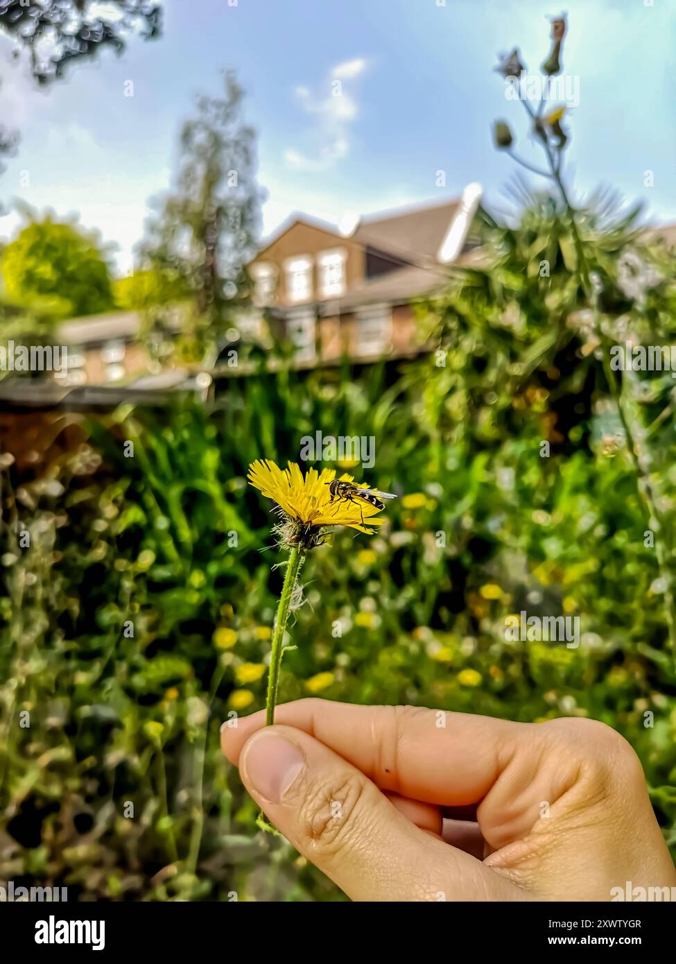 Die menschliche Hand hält eine gelbe Blume und eine Biene, die an einem sonnigen Sommertag in einem Garten Nektar sammelt. Stockfoto