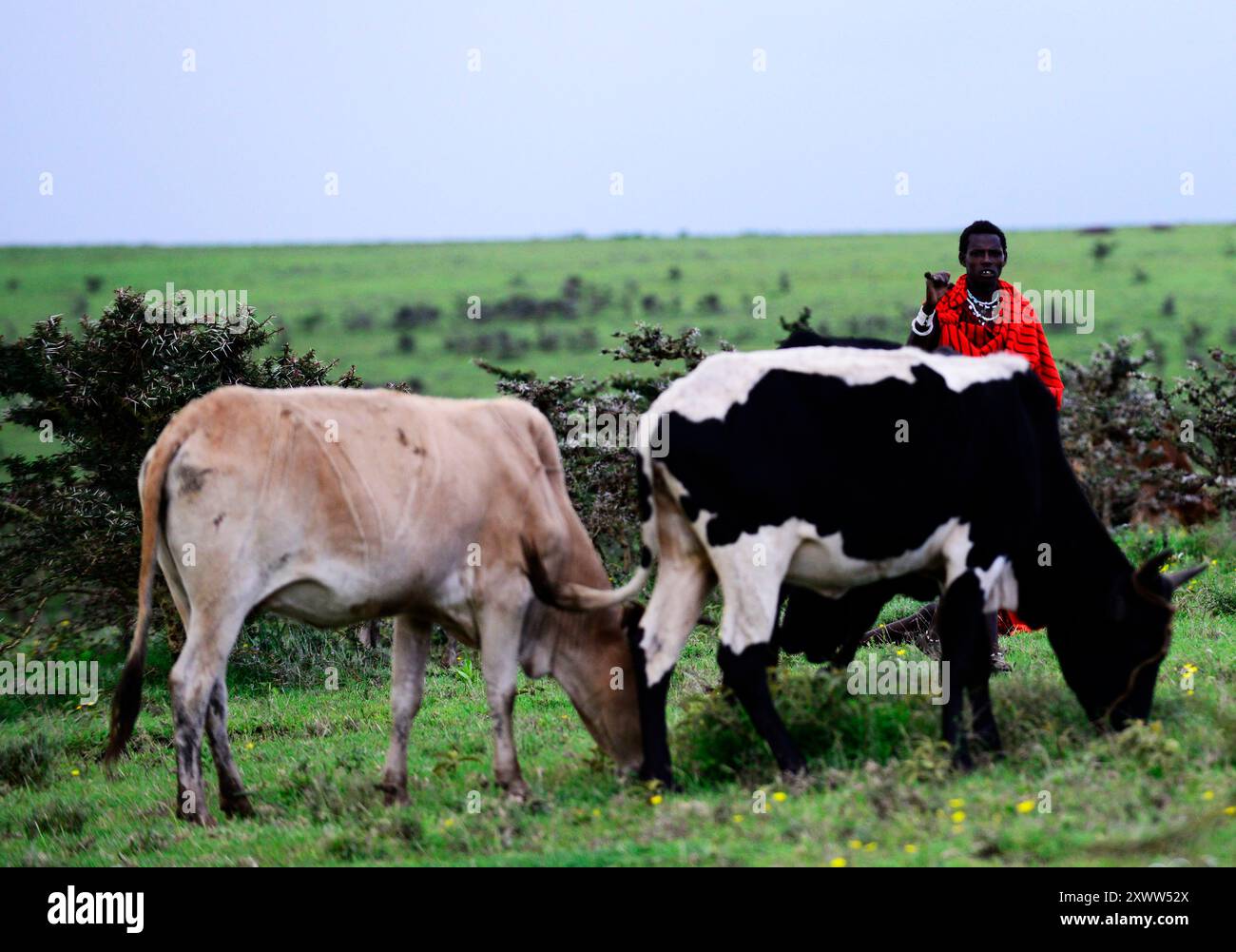 Ein junger Maasai-Mann mit seiner Rinderherde. Foto im Norden Tansanias. Stockfoto