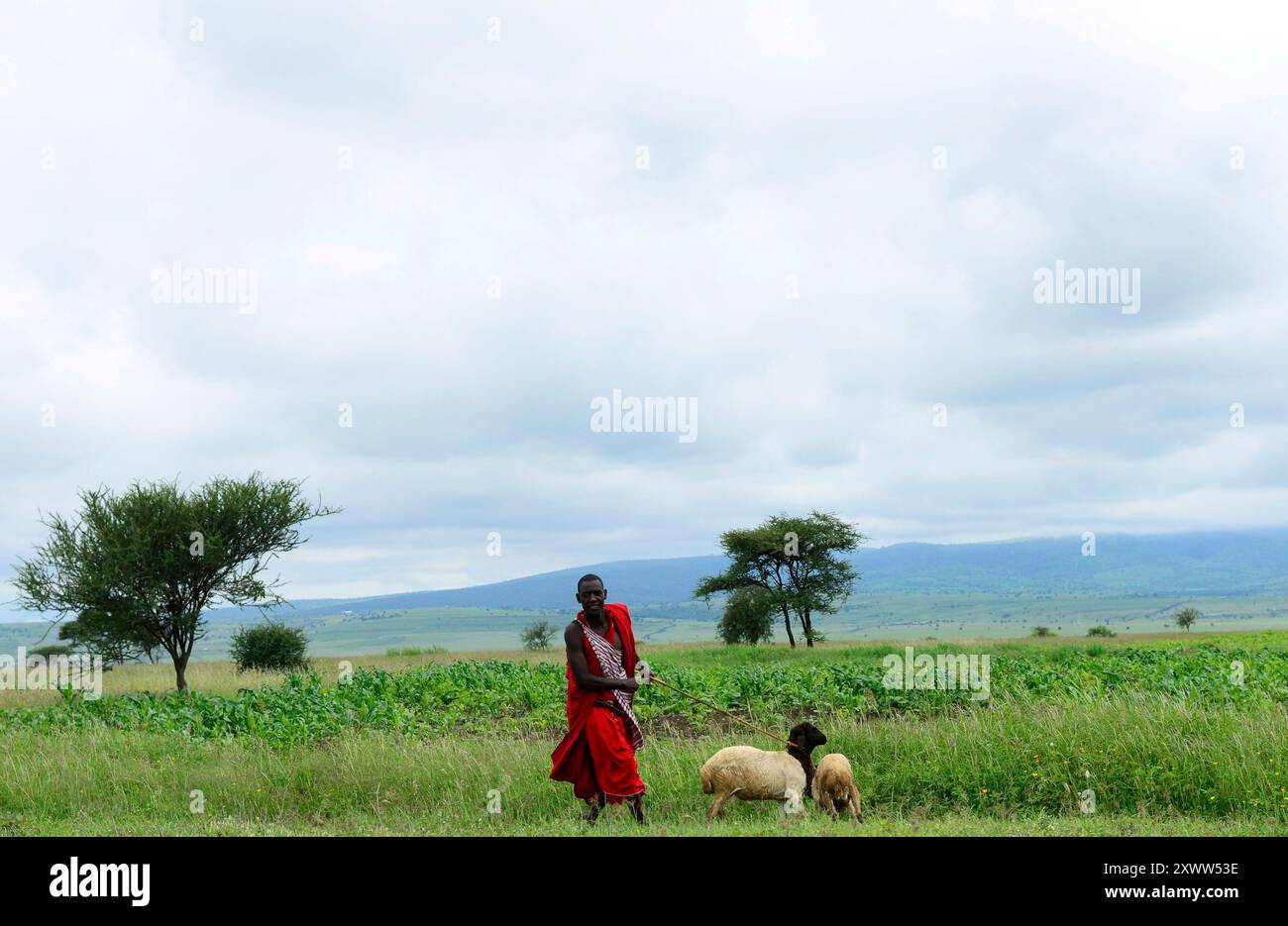 Ein Maasai-Mann, der seine Ziegen hütet. Foto gemacht in Nordtansania. Stockfoto