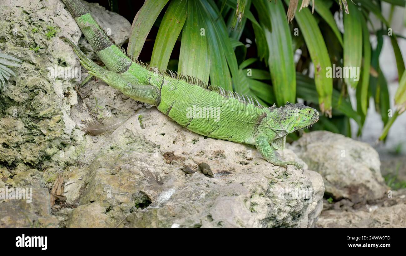 Einführung eines invasiven grünen Leguans, der auf einem Felsen in einem Park liegt Stockfoto