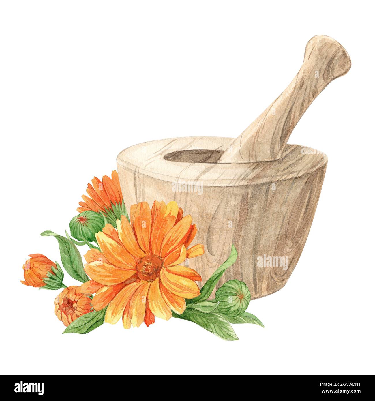 Holzmörtel für Kräuter und Ringelblumen. Herstellung von Kräutertee, Tonic. Das Konzept der Phytotherapie, Labor. Zusammensetzung für das Etikett DE Stockfoto