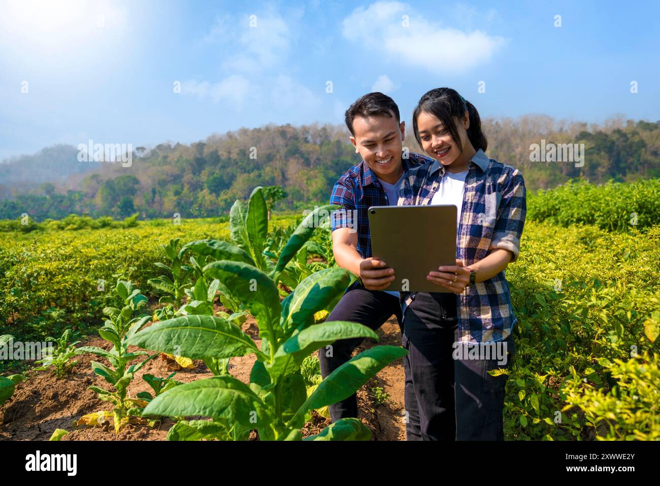 Ein Mann und eine Frau schauen auf einem Feld auf eine Tablette. Der Mann trägt ein blaues Hemd und die Frau ein kariertes Hemd Stockfoto