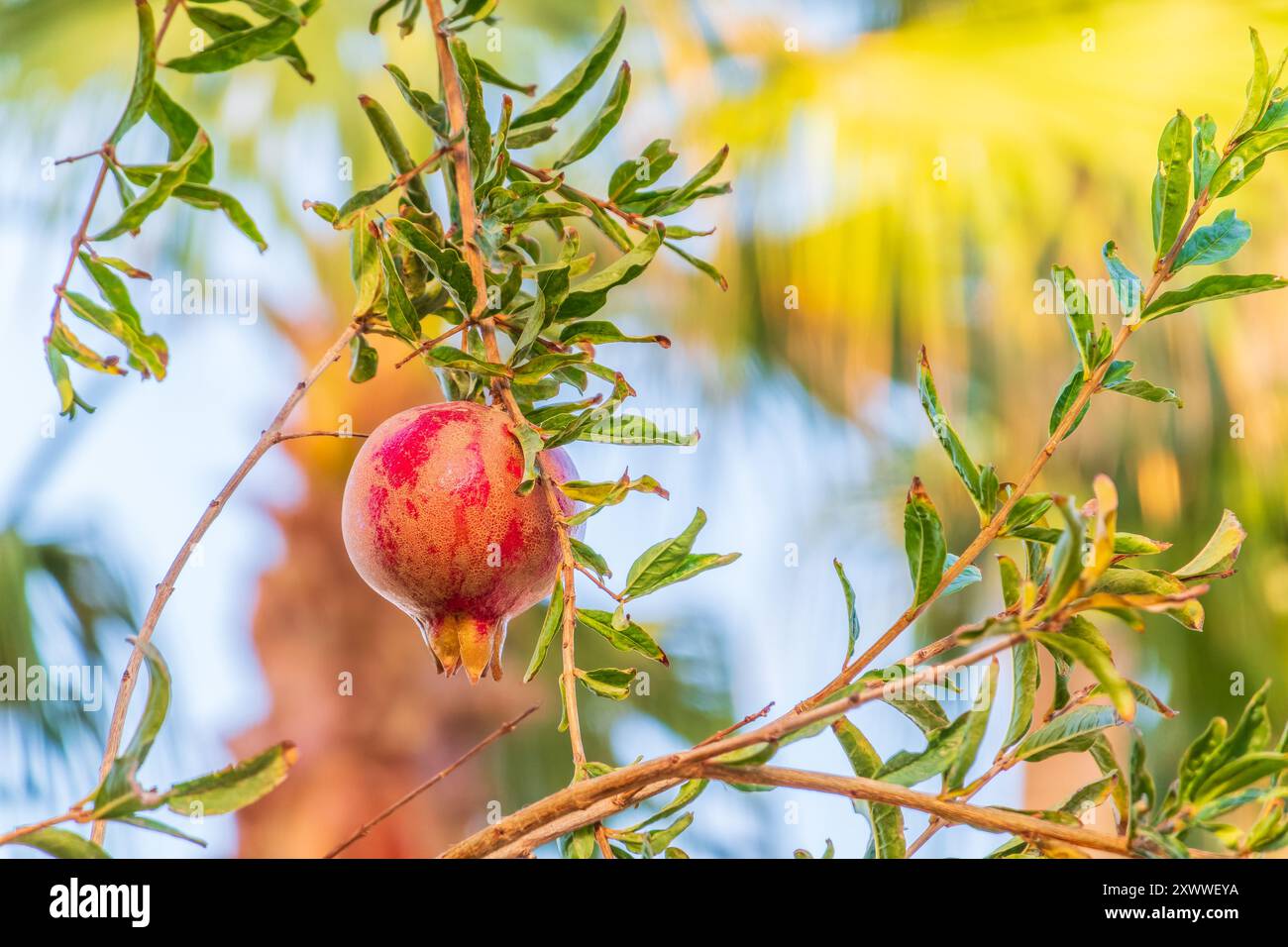 Rote reife Granatapfelfrüchte wachsen auf Granatapfelbäumen in einem Garten, bereit für die Ernte. Punica granatum Frucht. Ökologischer Landbau. Reifer Granatapfel in A Stockfoto