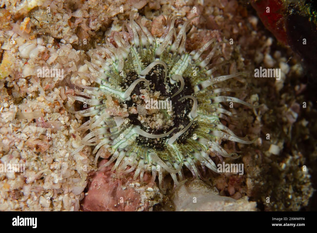 Perlenseeanemone, Heteractis aurora, Nachttauchgang, Barracuda Rock Tauchplatz, Misool, Raja Ampat, West Papua, Indonesien Stockfoto