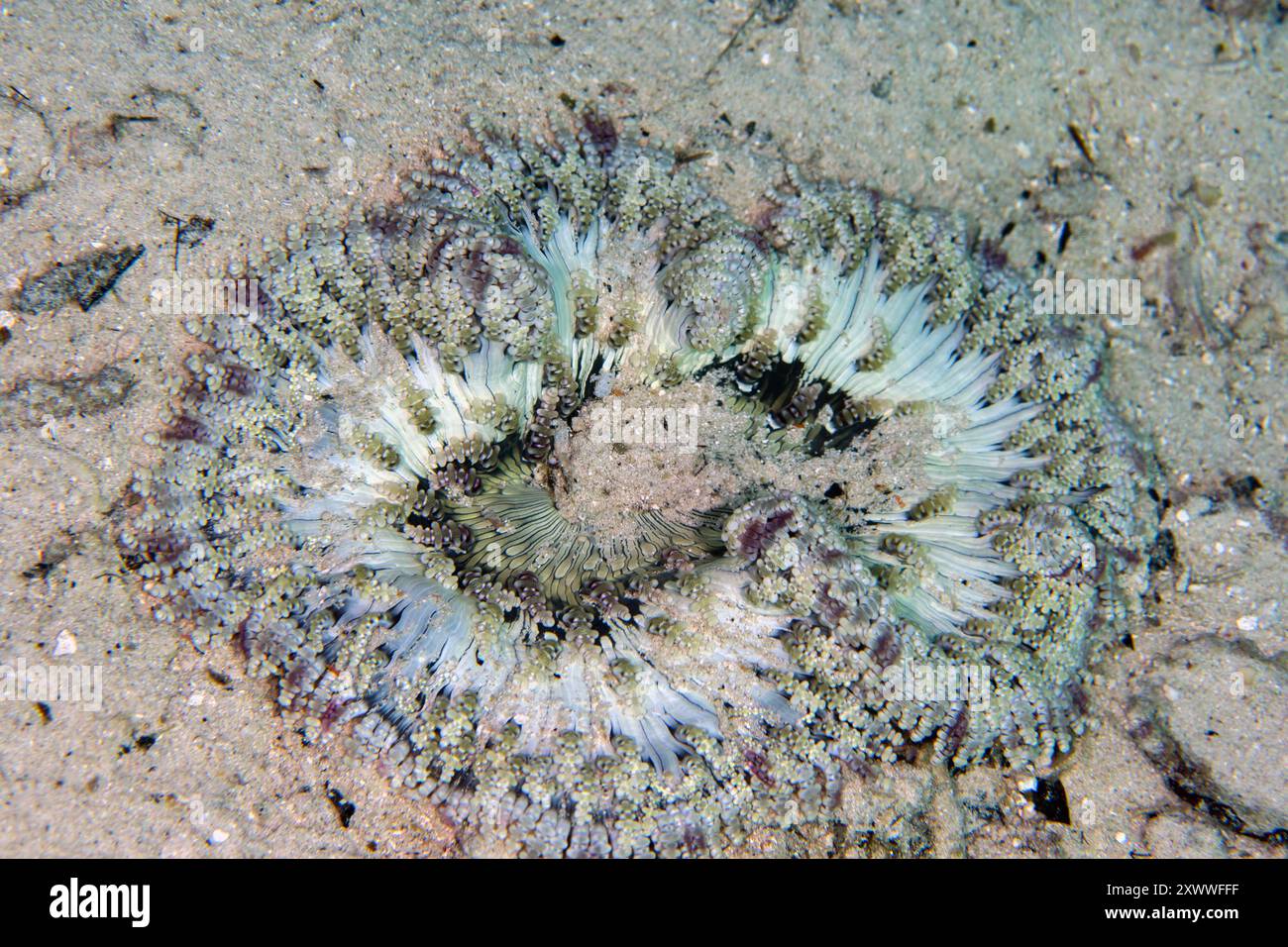 Perlenseeanemone, Heteractis aurora, Cendana Jetty Tauchplatz, Waigeo Island, Aljui Bay, Raja Ampat, West Papua, Indonesien Stockfoto