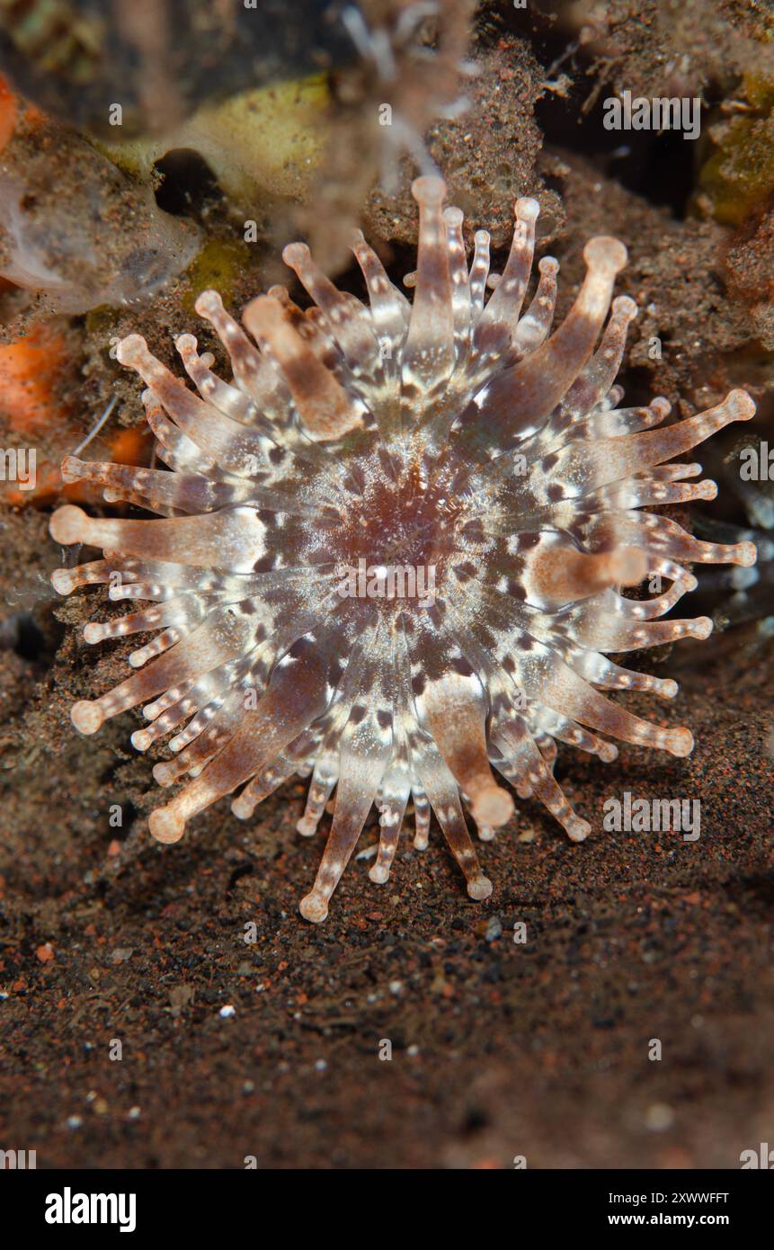 Clubtip Anemone, Telmatactis decora, Nachttauchgang, Seraya Tauchplatz, Kerangasem, Bali, Indonesien Stockfoto