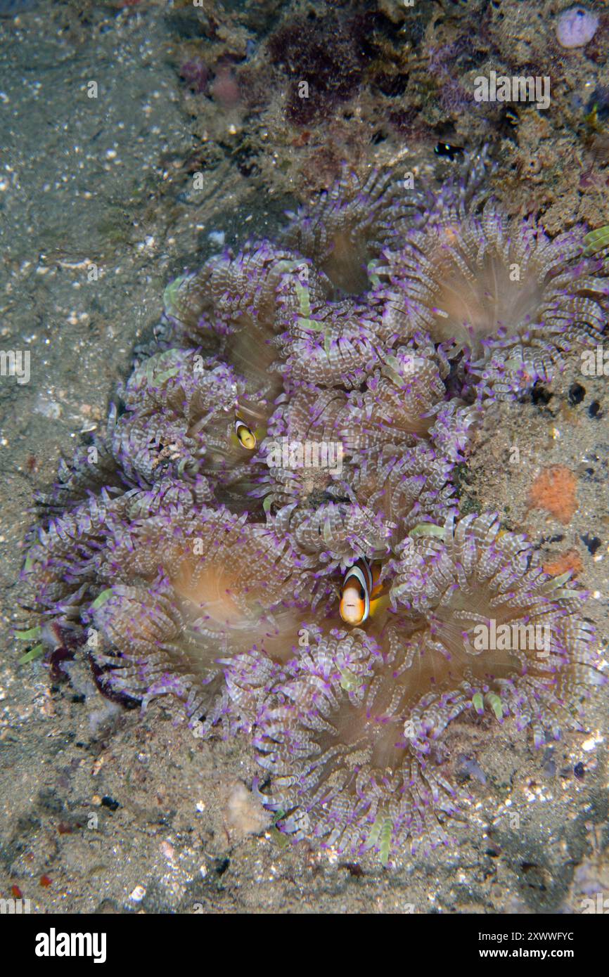 Clark's Anemonefish, Amphiprion clarkii, in Beaded Sea Anemone, Heteractis aurora, Rhino City Tauchplatz, Ambon, Indonesien Stockfoto