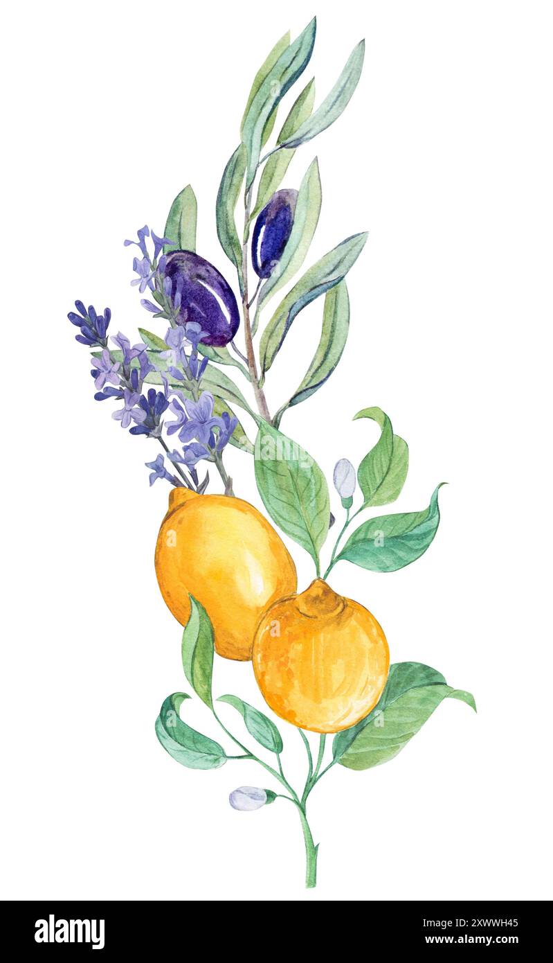 Eine Zusammensetzung von Zitronen-, Lavendel- und Olivenzweigen. Ein Bouquet im Stil der Provence. Eine Komposition von Früchten zur Dekoration von Geschirr, Einladungen, Stockfoto