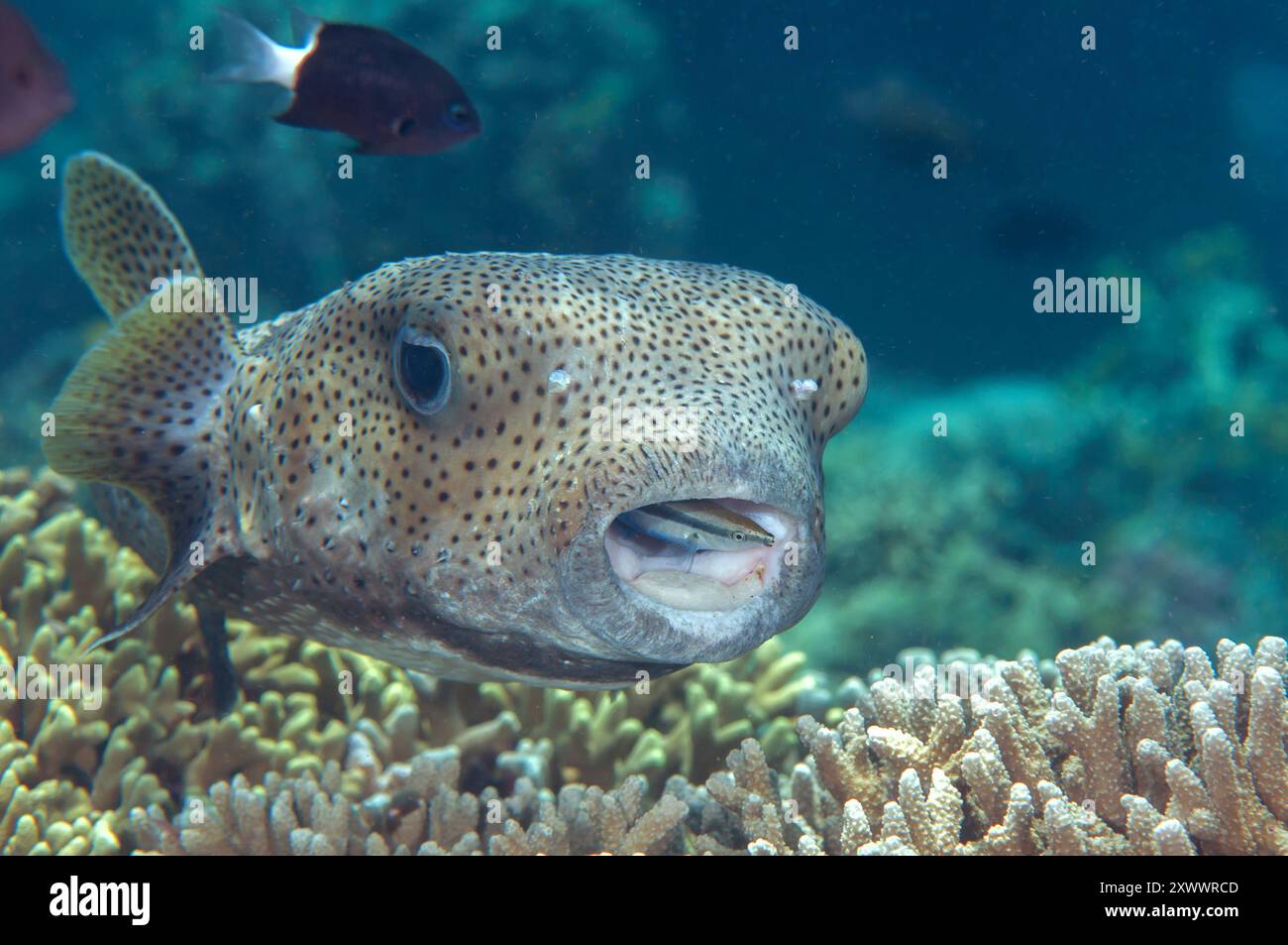 Großaufnahme eines Stachelstaubfisches mit Blaureakreiniger-Rassen an der Reinigungsstation von Bali Stockfoto
