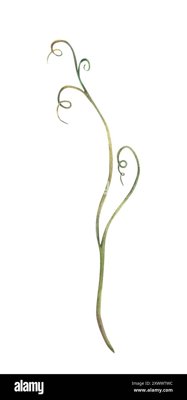 Mäuseerbsenblütenzweig, Stängel ohne Blätter. Aquarellblumen-Illustration. Lockiges Grün isoliert vom Hintergrund. Wilde Wiesenpflanze, trockene Klinge von Stockfoto