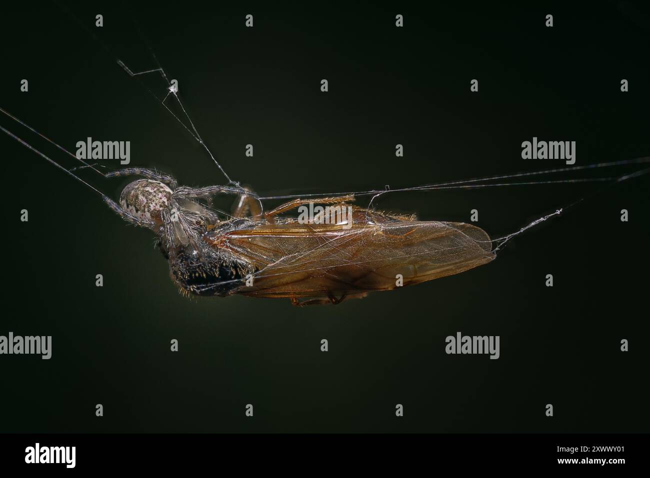 Gartenspinne mit großer Fliege, die sie in einem Netz gefangen hat. Foto ist ein Fokusstapel mit 5 Bildern. Stockfoto