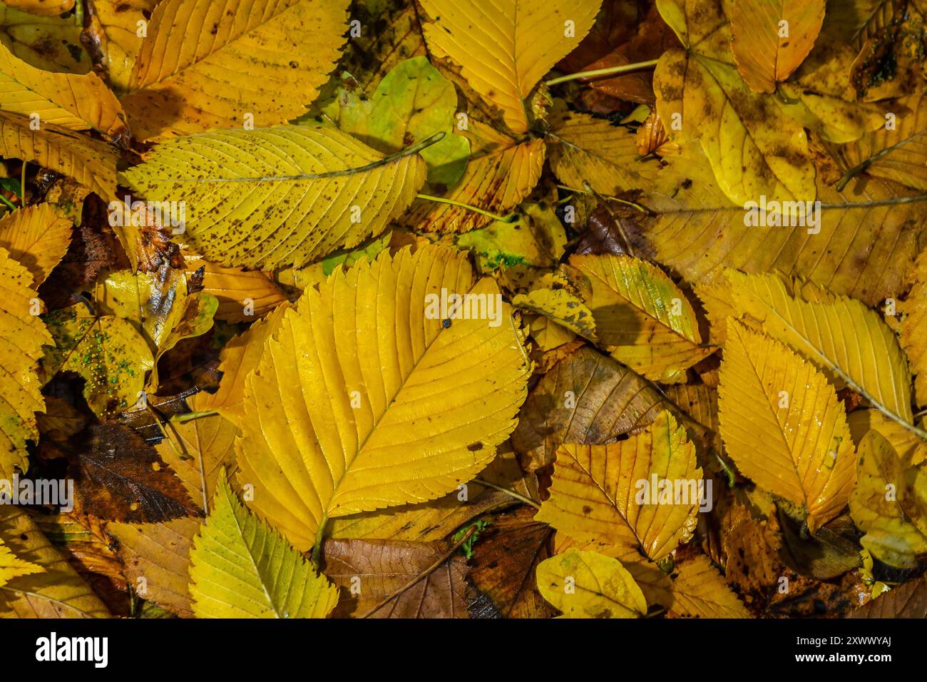 Goldene Blätter mit nahtlosem Muster bilden einen hellen Teppich auf dem Boden. Stockfoto