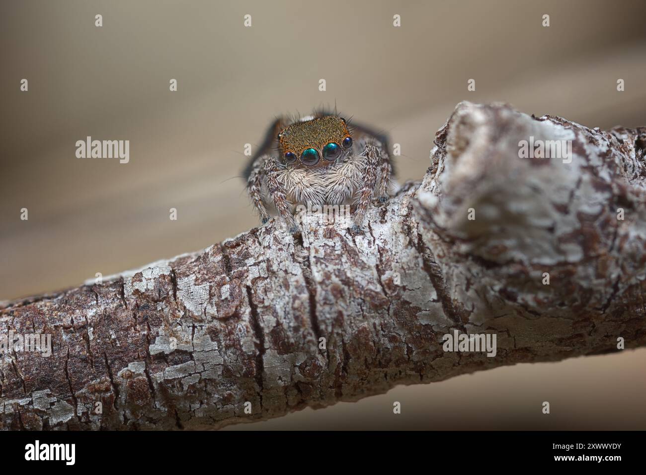 Pfauenspinne, Maratus clupeatus, in seinen Brutfarben. Stockfoto