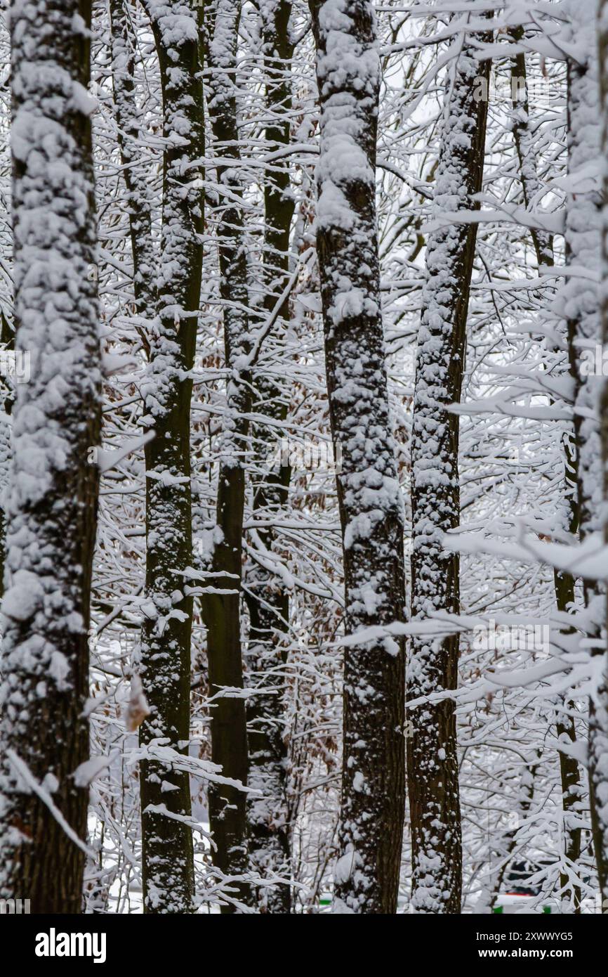 Gemäßigter Laubwald mit schneebedeckten Hainbuchen-Carpinus betulus-Bäumen. Stockfoto