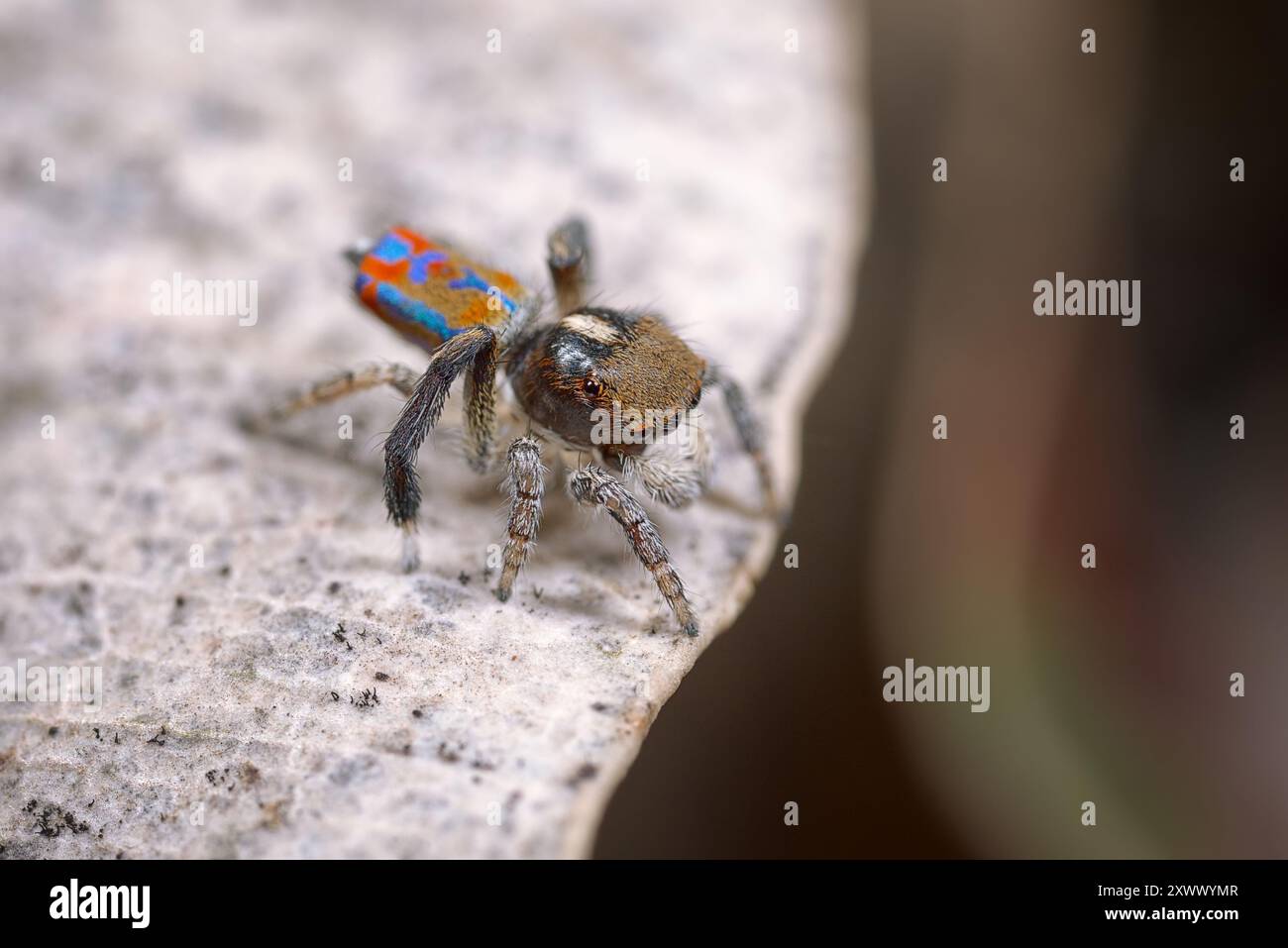 Pfauenspinne, Maratus clupeatus, in seinen Brutfarben. Stockfoto