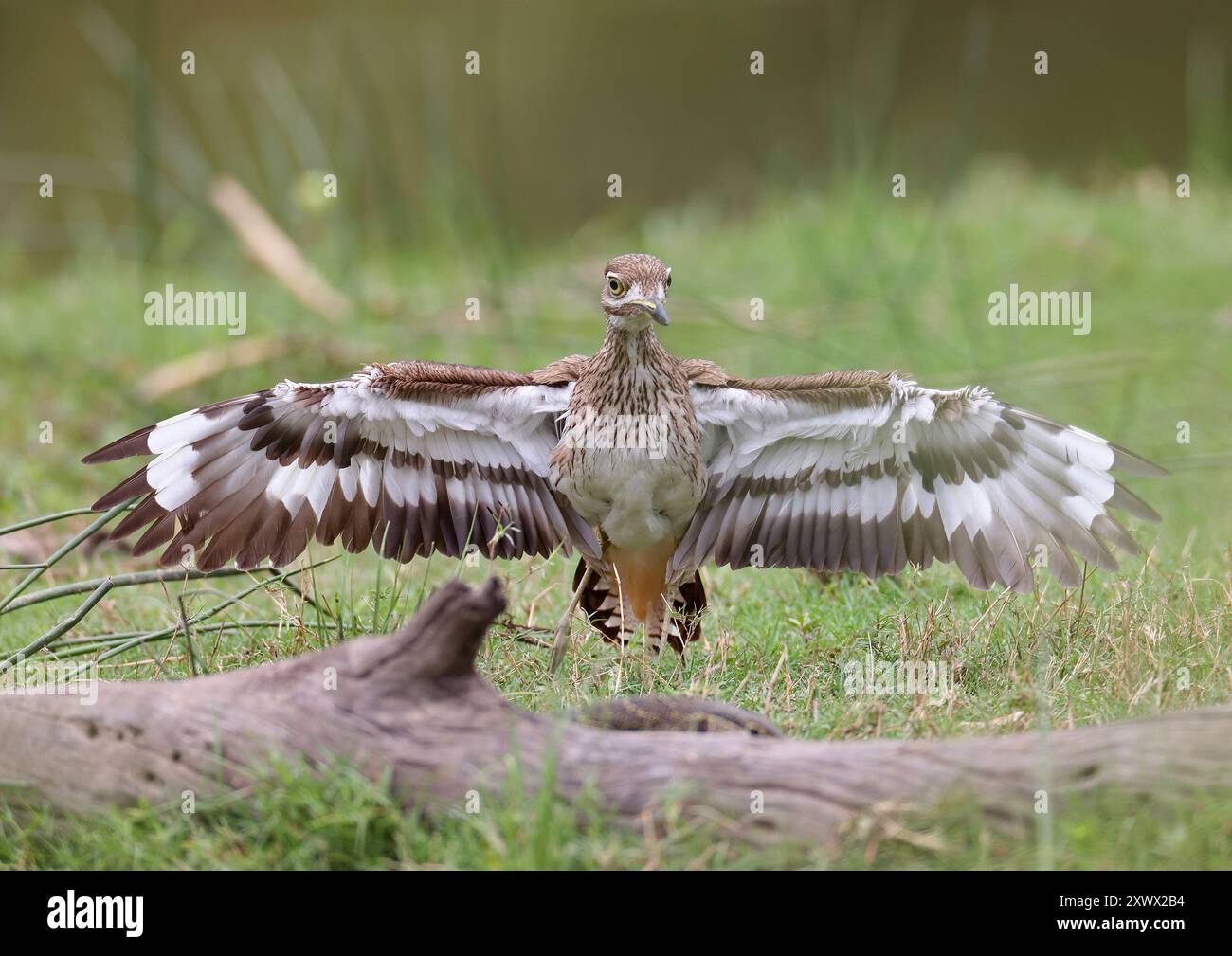 Südafrika, Krüger-Nationalpark: Wasser Dickknie oder Wasser Dikkop (burhinus vermiculatus), Burhinidae. Vogel mit ausgestreckten Flügeln zur Verteidigung gegen Agi Stockfoto