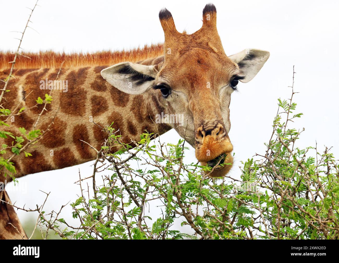 Südafrika, Kruger-Nationalpark: die nordgiraffe (giraffa camelopardalis) isst Laub Stockfoto