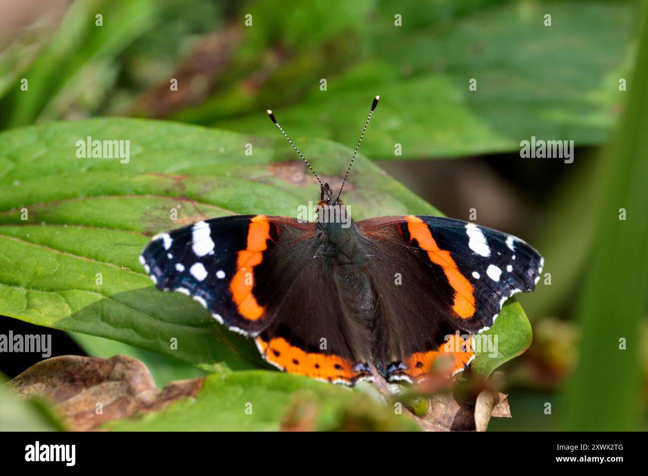 Roter Admiral Vanessa atalanta, schwarze obere Flügel mit roten orangen Bändern und weißen Markierungen auf der Unterseite marmorierte, rauchgraue, schwarz-weiße Antennen Stockfoto