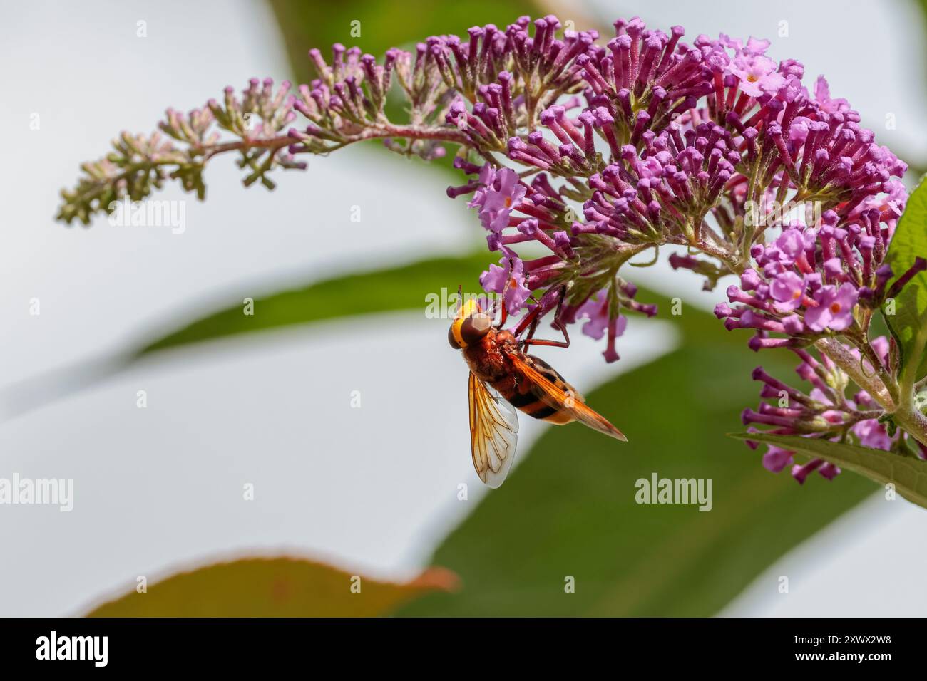 Hornet imitiert Schwingfliege Volucella zonaria, gelbes Gesicht große rötlich-braune Augen zwei schwarze Bänder am gelben Bauch rötlich-orangen Thorax und Vorderflügel Stockfoto