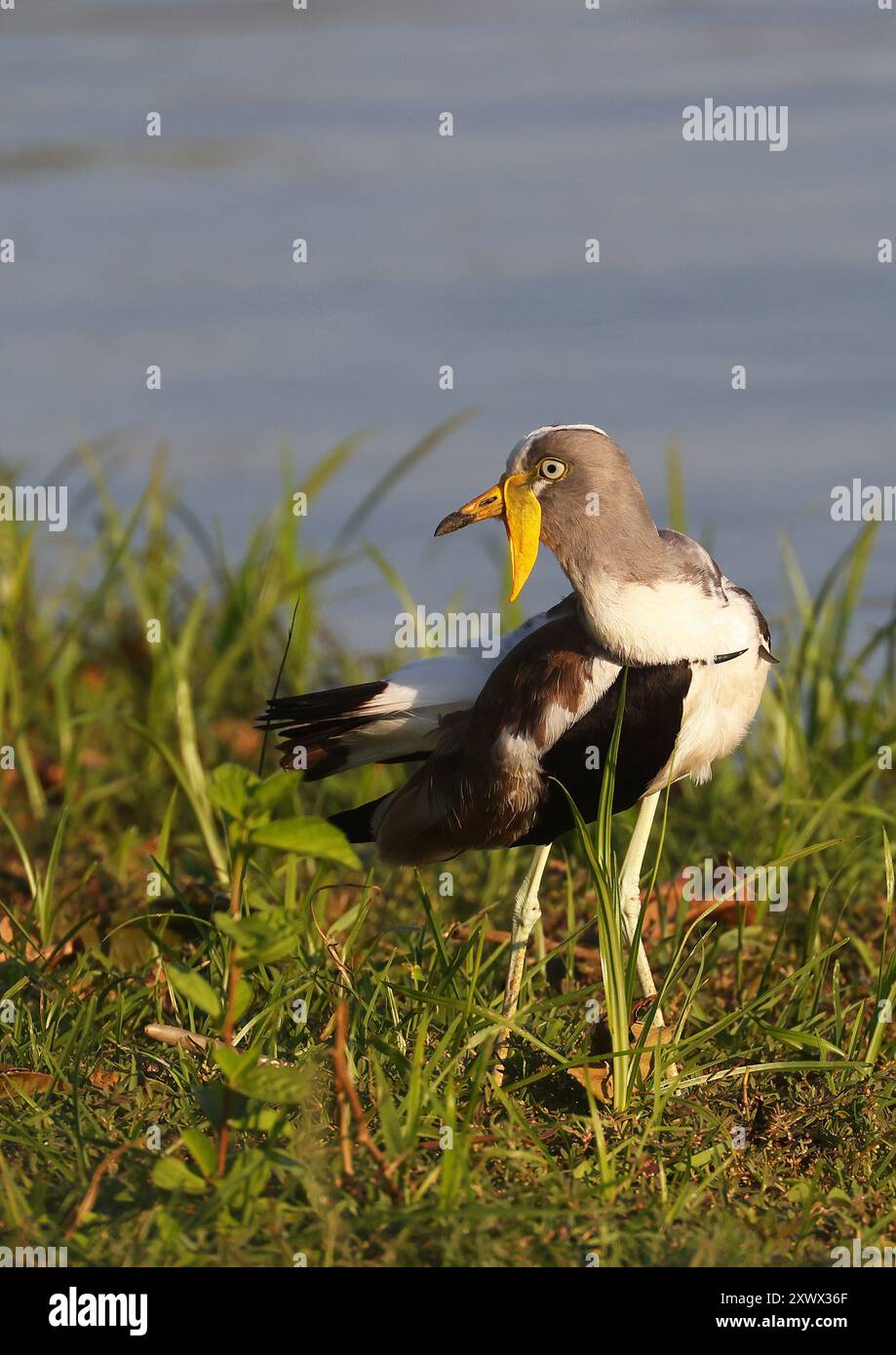 Südafrika, Kruger-Nationalpark: Weiß gekrönte Kiebitze (Vanellus albiceps Stockfoto