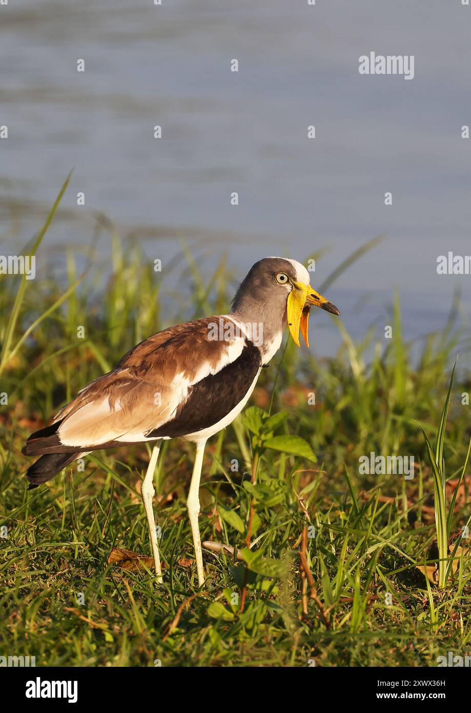 Südafrika, Kruger-Nationalpark: Weiß gekrönte Kiebitze (Vanellus albiceps Stockfoto