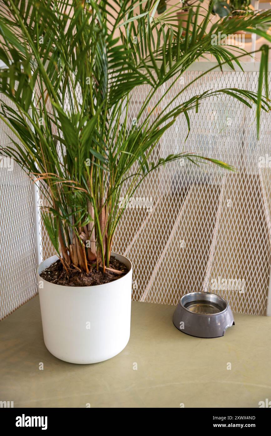 Eine Hundewasserschale in der Nähe einer großen Innenanlage in einem stilvollen Prager Café. Die Schüssel befindet sich in der Nähe des Eingangs und bietet eine einladende Note für Haustiere. Stockfoto