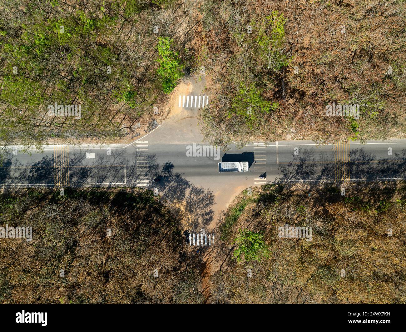 Kautschukwälder in der Jahreszeit, in der die Blätter wechseln, in der Provinz Dong Nai, Vietnam Stockfoto