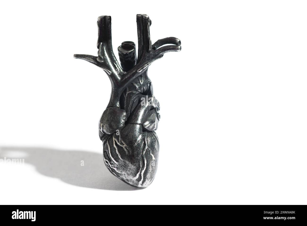 Realistisches Edelstahlmodell eines menschlichen Herzens mit detaillierten anatomischen Strukturen und Gefäßen, isoliert auf weißem Hintergrund. Ideal für den Unterricht Stockfoto