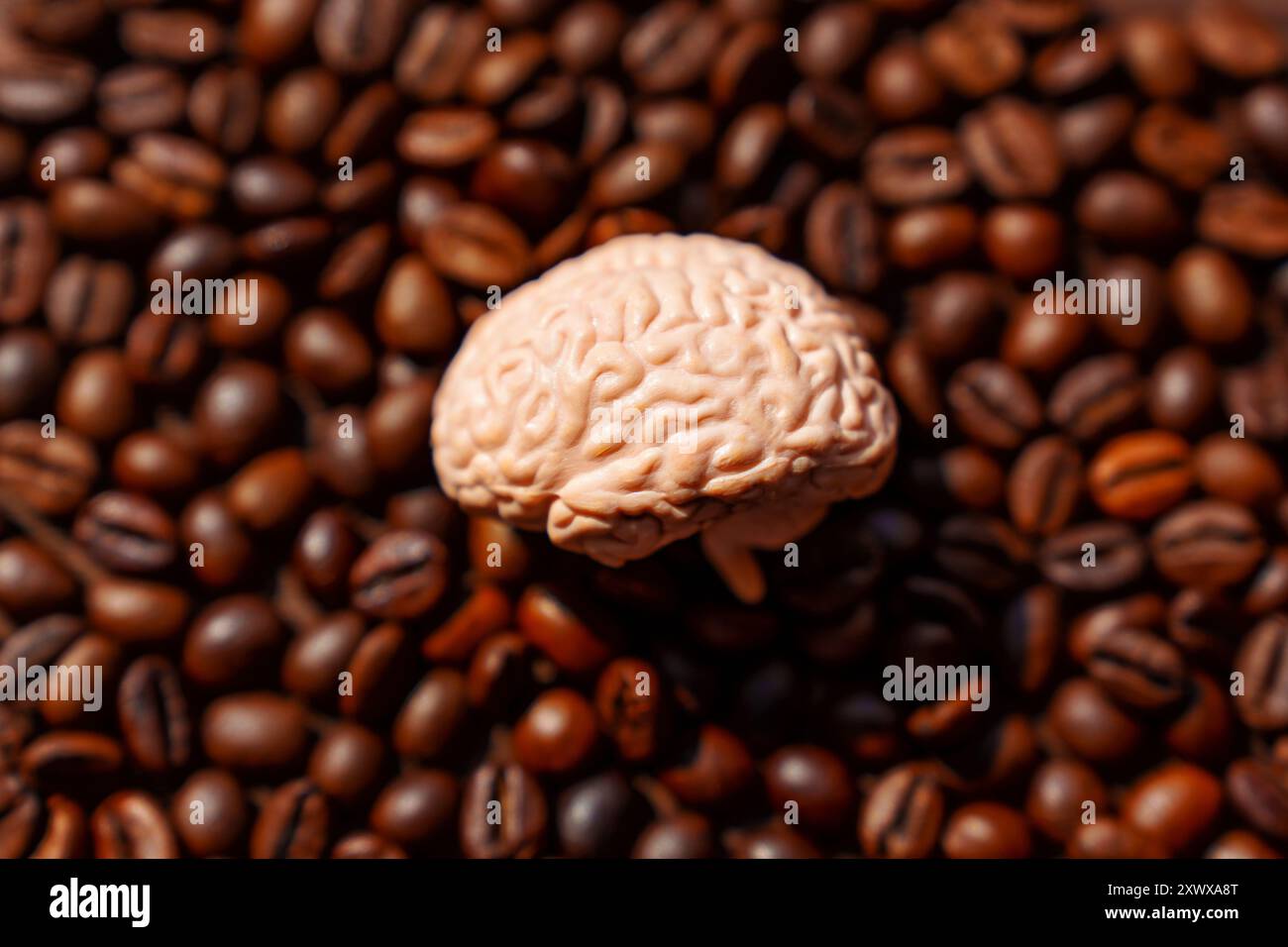 Isoliertes Hirnmodell umgeben von gerösteten Kaffeebohnen. Hirngesundheit, Koffeinwirkung und Substanzabhängigkeitskonzept. Stockfoto