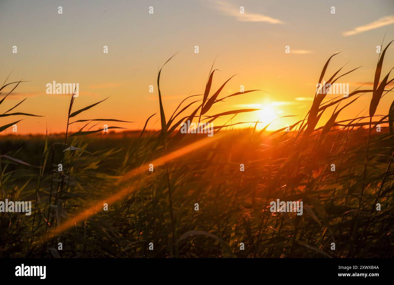 Sonnenuntergangsstrahlen über Blättern im Zuidplaspolder in den Niederlanden Stockfoto