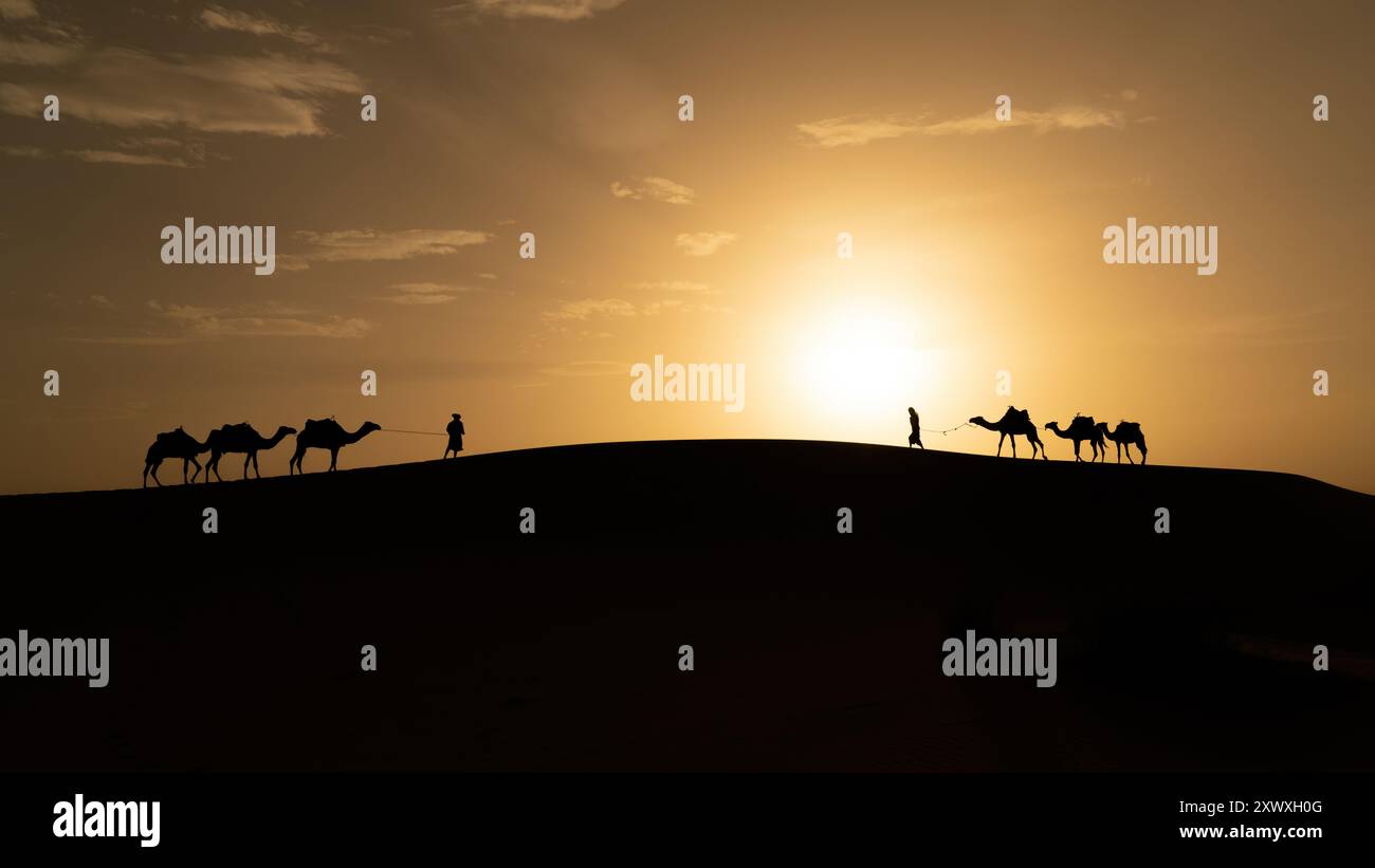 Silhouette eines nicht identifizierten Berbermanns, der während des Sonnenuntergangs in der Sahara, Marokko, Kamel über Sanddünen führt Stockfoto