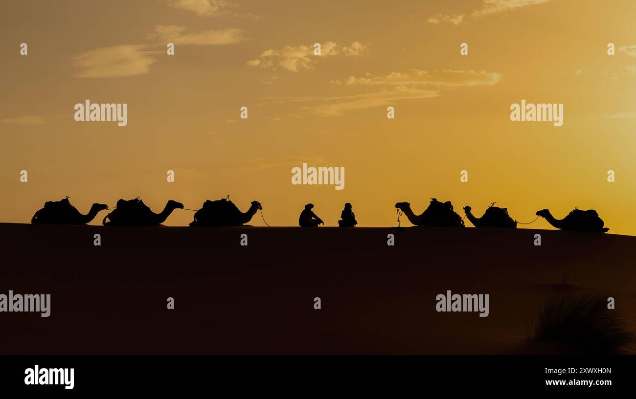 Silhouette eines nicht identifizierten Berbermanns, der während des Sonnenuntergangs in der Sahara, Marokko, Kamel über Sanddünen führt Stockfoto